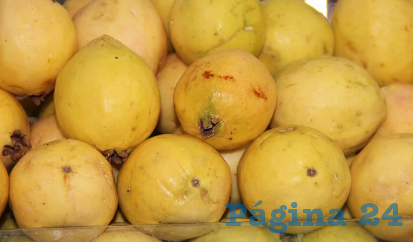 Guayabas siguen siendo lo primordial para el campo de Calvillo