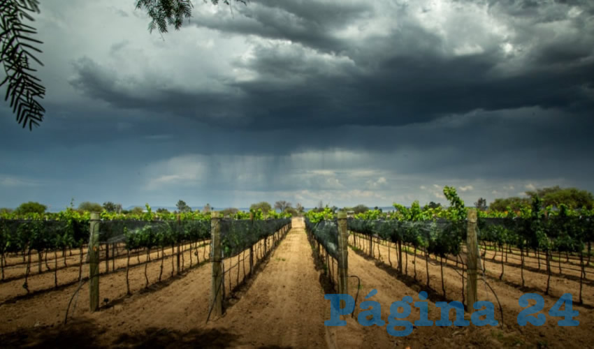 La Ruta del Vino es un producto turístico que opera de manera permanente todo el año, y en el que los visitantes participan en visitas guiadas a vinícolas, viñedos y ganaderías