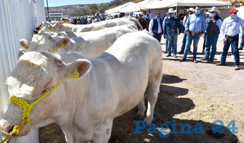 Continúa el apoyo a los productores del estado con el Programa de Mejoramiento Genético del Ganado que impulsa la Secretaría de Desarrollo Rural y Agroempresarial