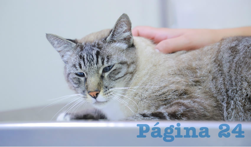 Fotografía relevante a la nota.