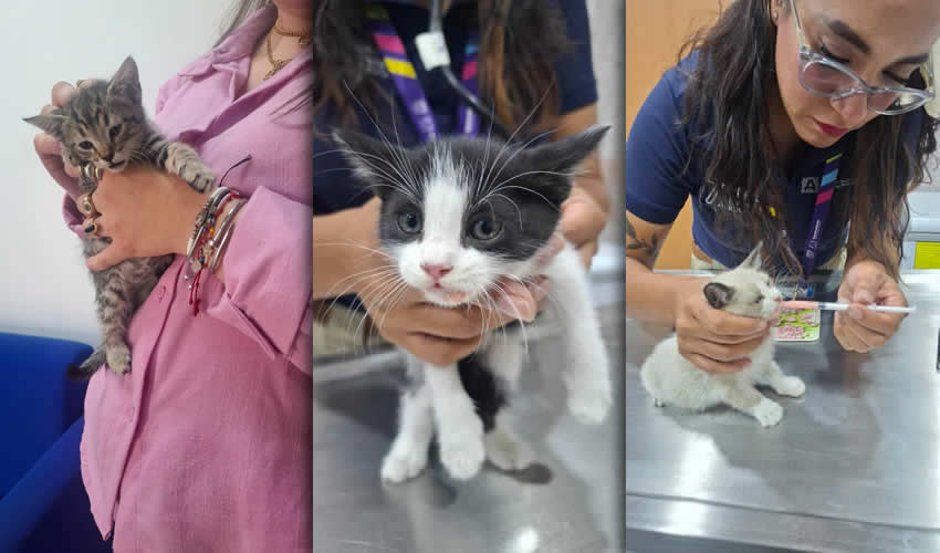 Imagen relativa a la nota.