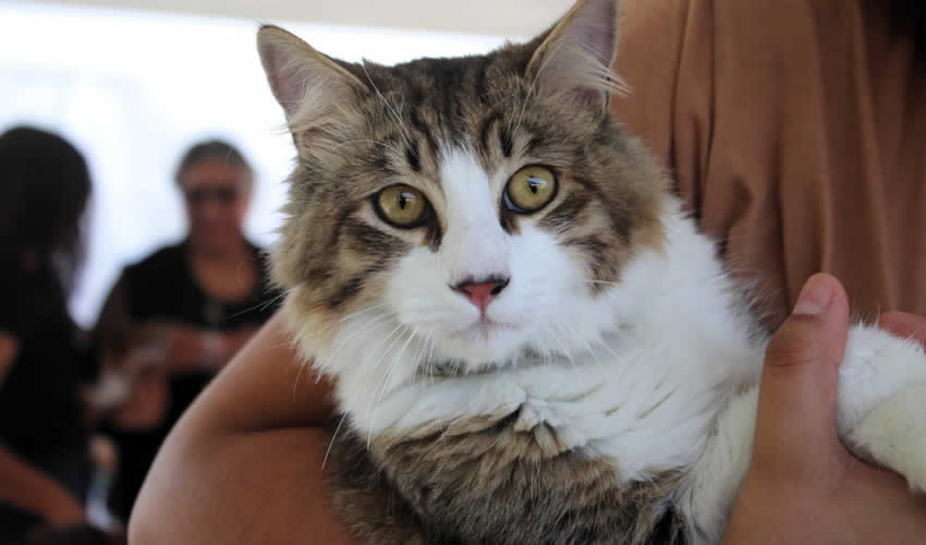 Imagen relativa a la nota.