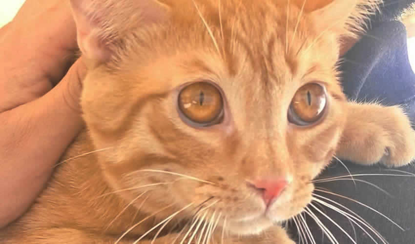 Imagen relativa a la nota.