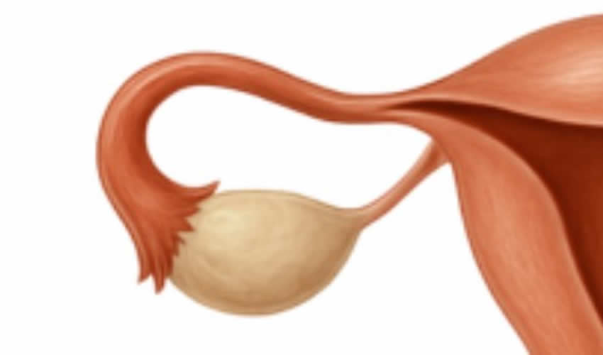El fin del Mito del “Órgano de Desecho”: La Ciencia Femenina Frente a la Menopausia